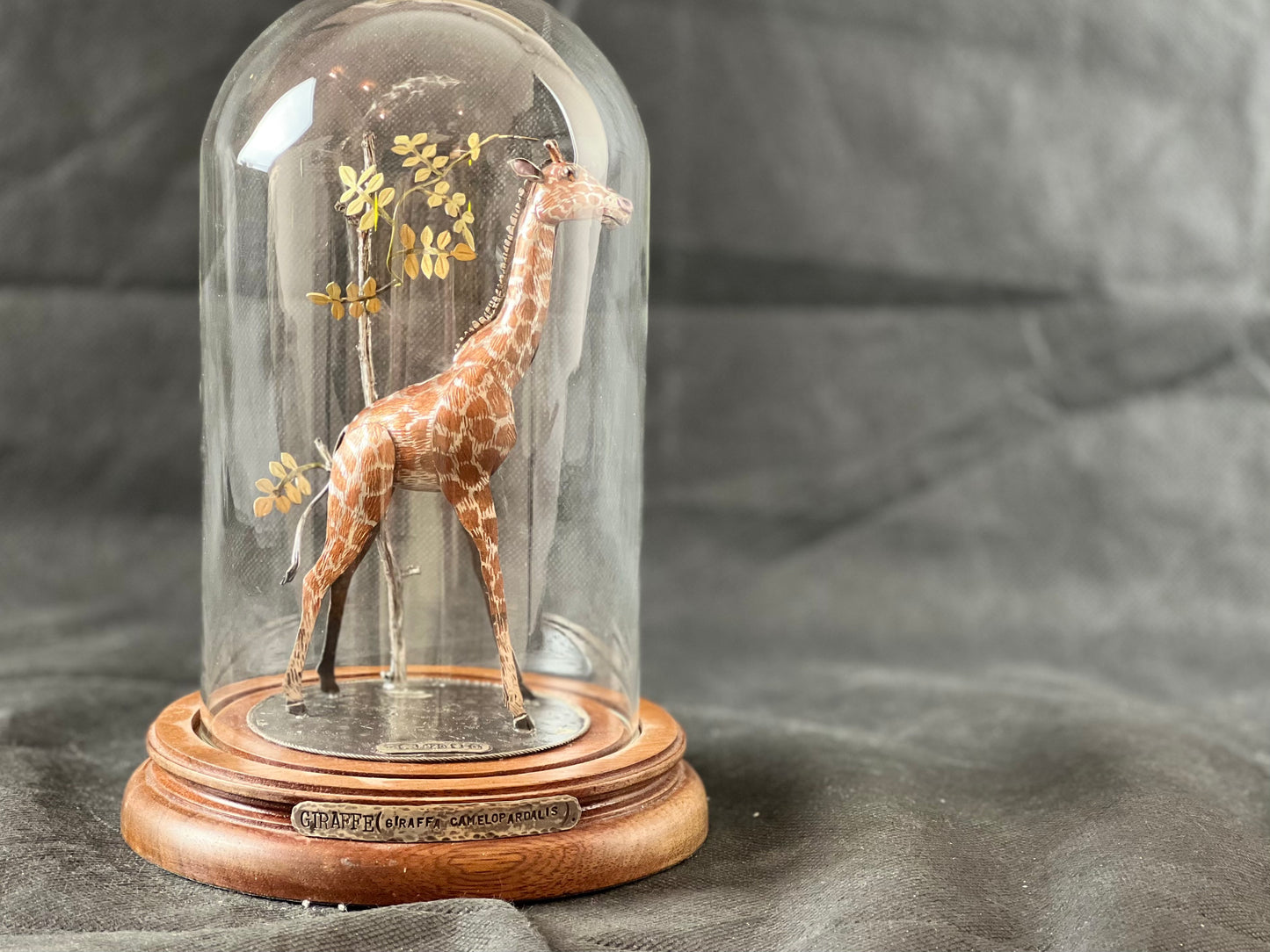Mather, Carol – Giraffe in glass dome